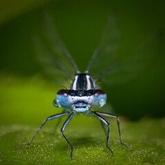 Fototapeta premium Blue Dragonfly