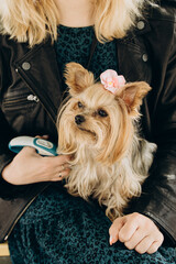 Yorkshire terrier sitting on owner's lap