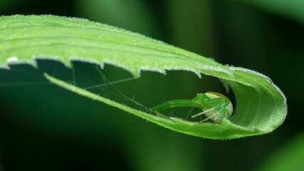 Spider Waiting for its next prey