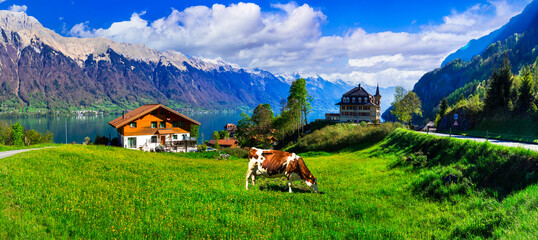 Fototapeta na wymiar Idyllic Swiss nature landscape - green meadows with cows, surrounded by Alps mountains. Scenic lake Brienz, Iseltwald village