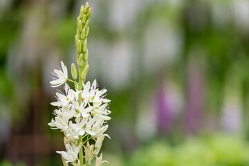Fototapeta premium Close up of a white camassia (camassia quamash) flower in bloom