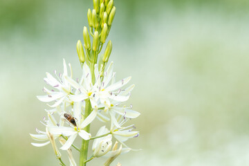 Close up of a white camassia (camassia quamash) flower in bloom
