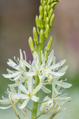Close up of a white camassia (camassia quamash) flower in bloom