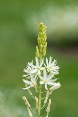 Close up of a white camassia (camassia quamash) flower in bloom