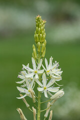 Close up of a white camassia (camassia quamash) flower in bloom