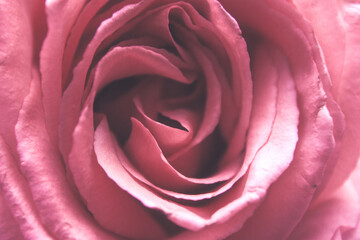 Fototapeta na wymiar Pink petals rose