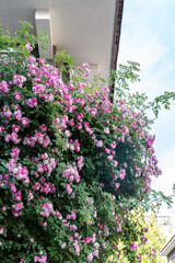 rose flower under the eaves