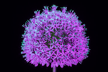 Fluorescent blossom Flower