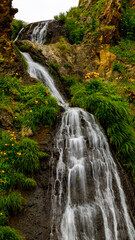 佐渡島　五段の滝　トビシマカンゾウ