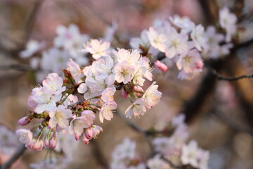 Naklejka premium 桜