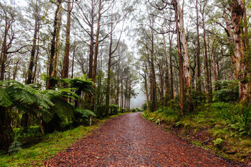 Donna Buang Rd Drive in Victoria Australia