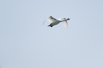 a white swan is fliying in the sky