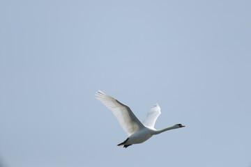 Fototapeta na wymiar a white swan is fliying in the sky