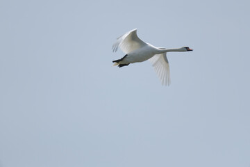 a white swan is fliying in the sky