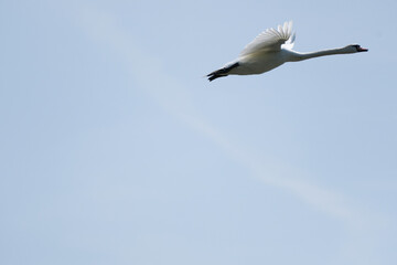 Obraz premium a white swan is fliying in the sky
