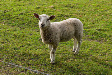 Obraz premium sheep