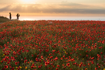 Poppy fields at sunset