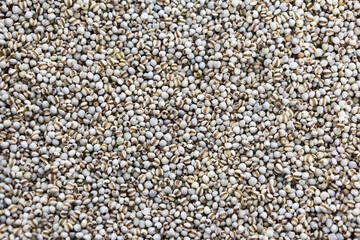 barley barley