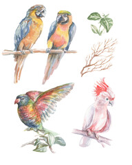 
Parrot tropical birds watercolor illustration hand drawn jungle twigs leaves bright colorful birds macaw cockatoo nature
