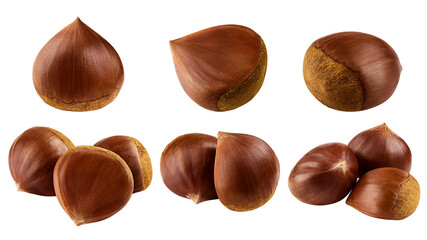 Chestnut, isolated on white background, clipping path, full depth of field