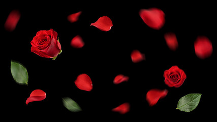 Falling Rose petal, isolated on black background, selective focus