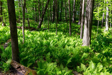 The ostrich fern ( Matteuccia struthiopteris) in the spring forest. Matteuccia is a genus of ferns...