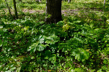 Mayapple (Podophyllum peltatum)
Mayapples are native plants that grow in large colonies. These plants have an edible fruit and the Native Americans had medicinal uses for parts of this plant 