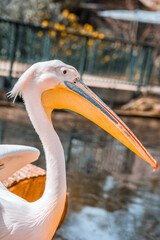 Portrait of a pink pelican standing by the water