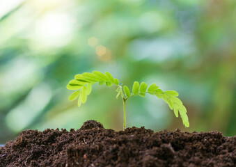 seedlings growing fertile soil.Young plants growing seed step nature