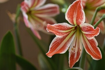 Fiore rosso e bianco hippeastrum striatum
