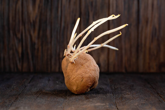 sprouted ugly organic potato on wooden background. Close up. flabby, wrinkled, ugly potatoes with green sprouts and roots. planting potatoes