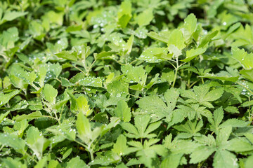 Weeds in Chenopodiaceae fields and gardens