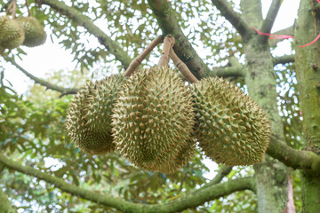 Close up of durians on the tree.