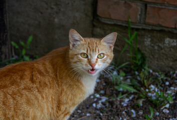 Naklejka na ściany i meble Cute red cat with green eyes walking on the street. Stray animal.