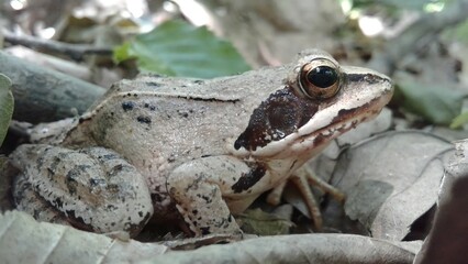 frog on the ground