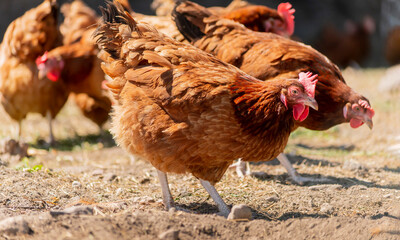 Chickens on traditional free range poultry farm