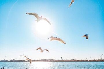 Seagulls flying by the sea