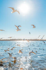 Seagulls flying by the sea
