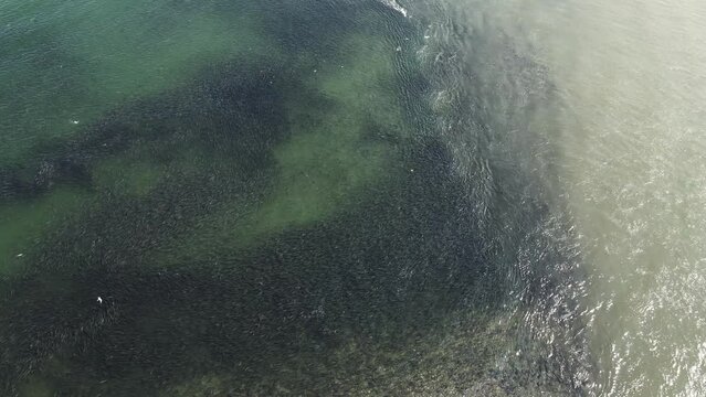 An aerial view vertically downwards of a spawning river with thousands of coho salmon swimming in it. The concept of the spawning period of fish