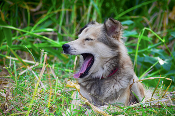Brown mixed dog tongue out and happy face, hiking with the dog.
