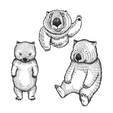 Set of vector hand drawn illustrations of wombats isolated on white. Collection of sketches of cute animals for sticker, logo, tattoo or print design.
