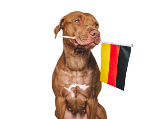 Lovely, pretty dog and German Flag. Closeup, indoors. Studio photo. Congratulations for family, loved ones, relatives, friends and colleagues. Pets care concept