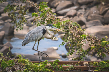 A bird (Ardea cocoi) on a metal structure and plants and the river rocks in the background.