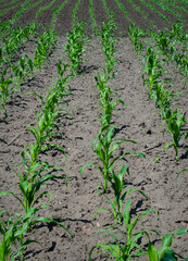 Field with rows of green young corn seedlings