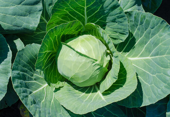 Growing lush cabbage head with large leaves