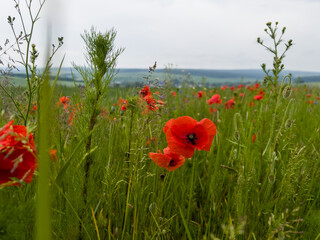 Blühstreifen am Feldrand