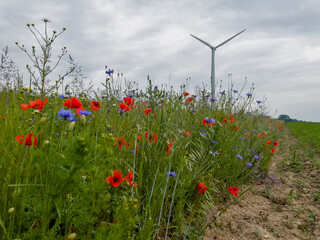 Blühstreifen am Feldrand