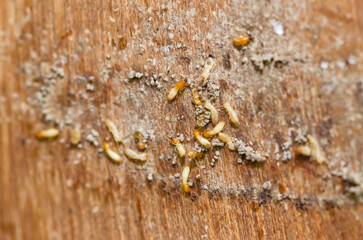 Termites nesting on furniture pictured soft focus