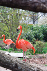 pink flamingo on a background of green trees