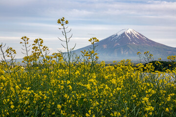 富士山と菜の花畑（河口湖　山梨）mount Fuji and canola fields